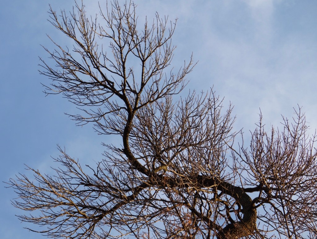 Knowing Self – The Brahma