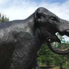 Who is Animal Here ?