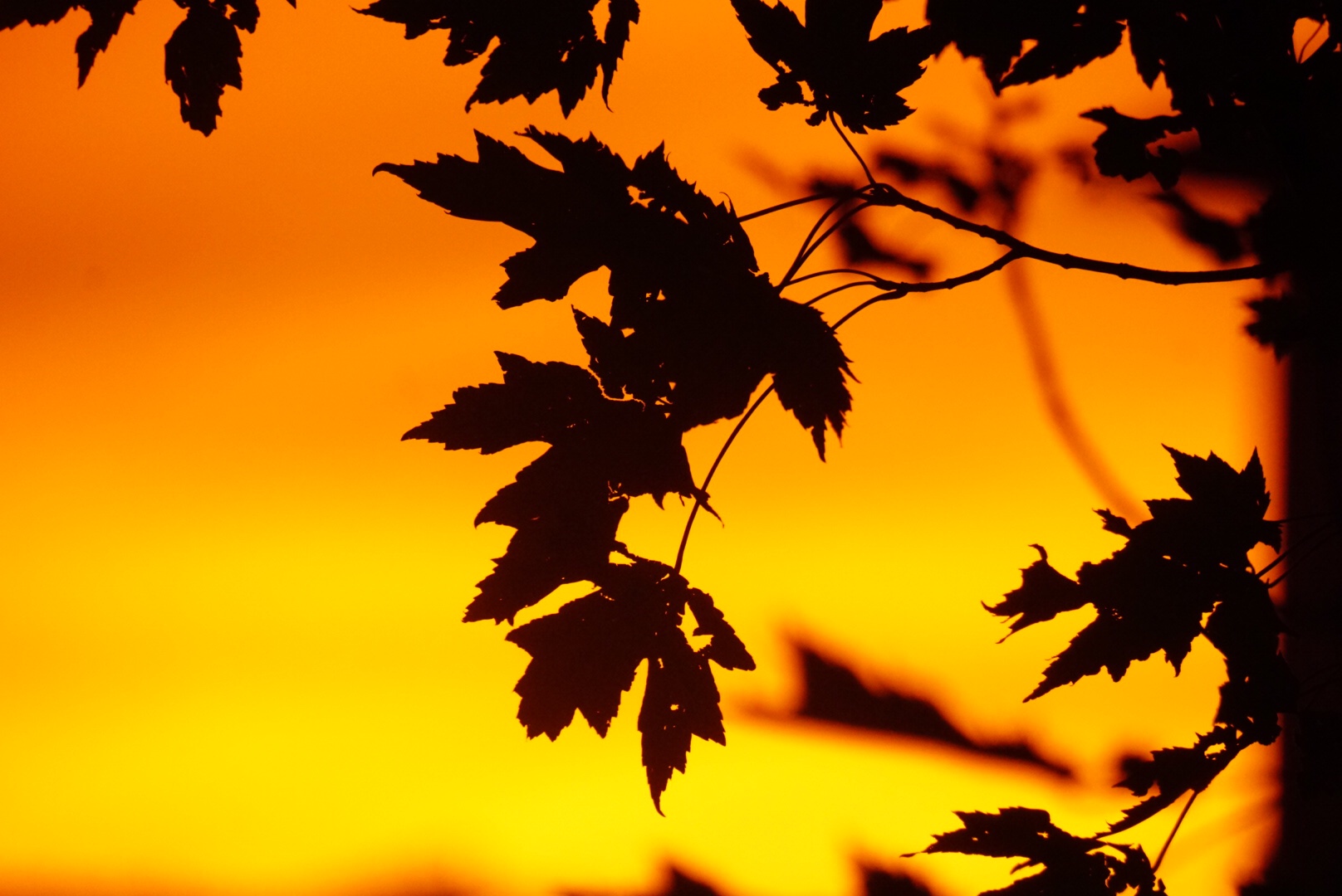 August Through My Lenses