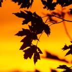 August Through My Lenses