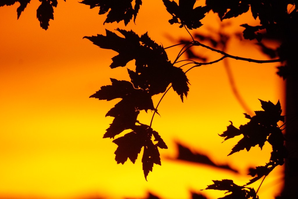 August Through My Lenses
