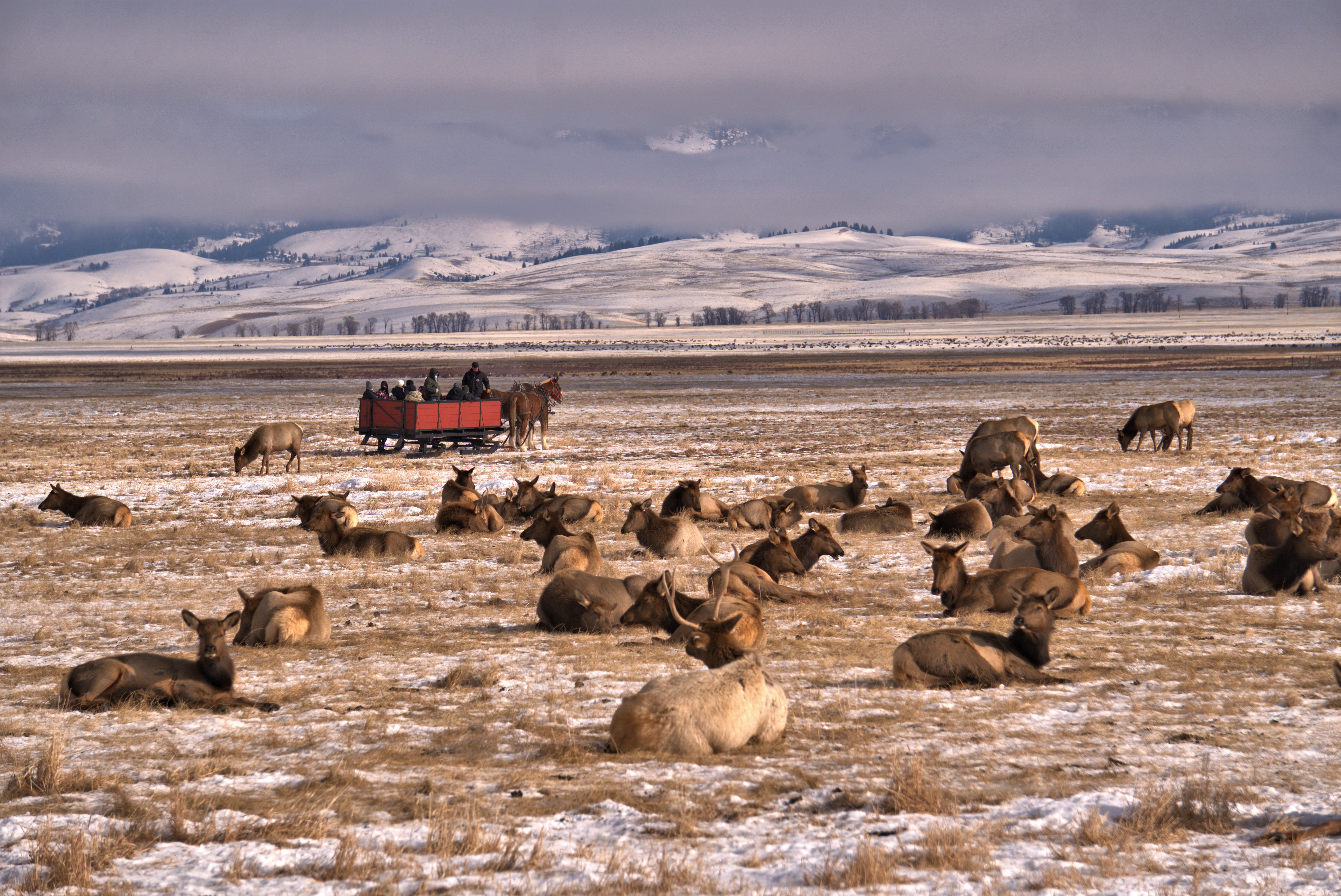 National Elk Refuge – What To Expect