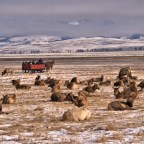 National Elk Refuge – What To Expect