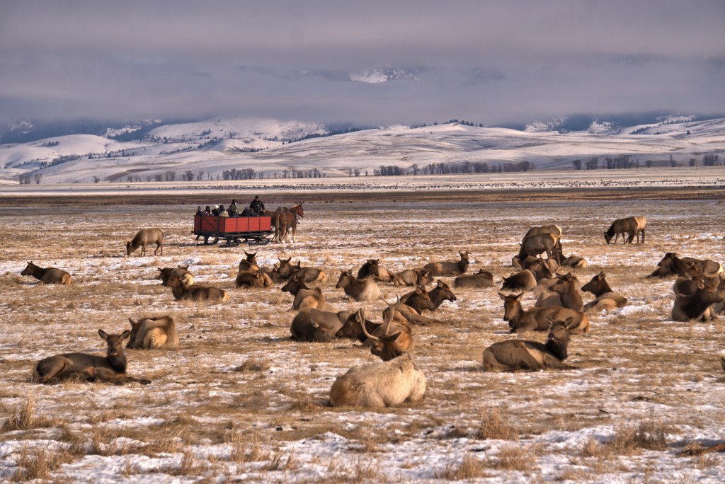 National Elk Refuge – What To&nbsp;Expect