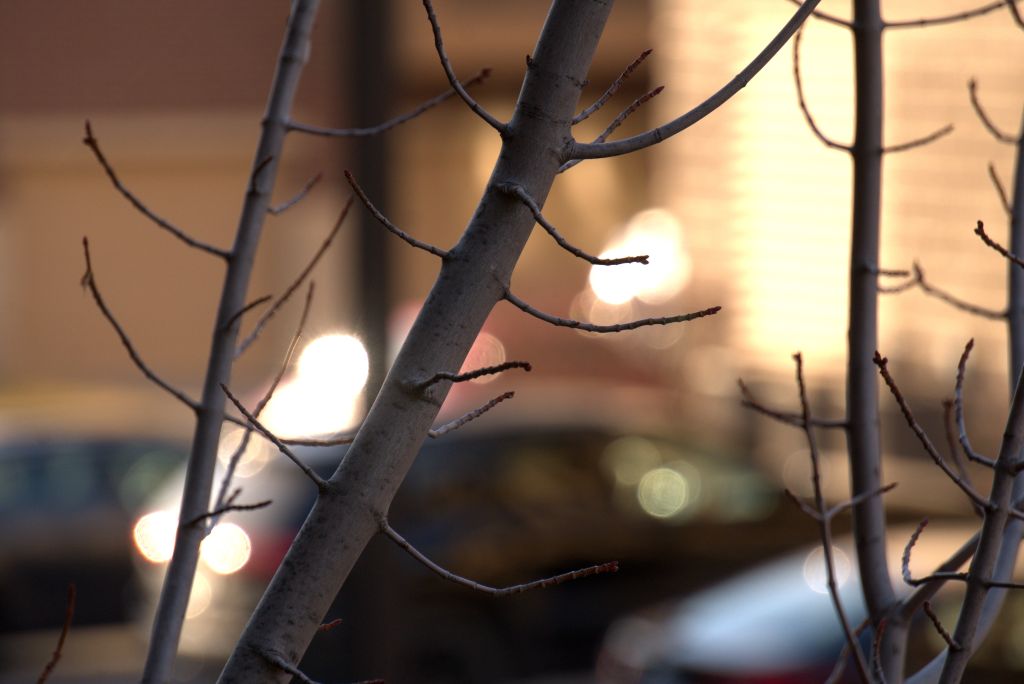 March 2021 Through My Lenses