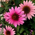 July 2021 Through My Lenses