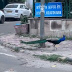 March 2025 Through The Lenses