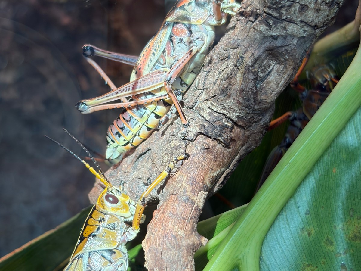 Overcoming Insect Phobia: A Journey Through&nbsp;Nature