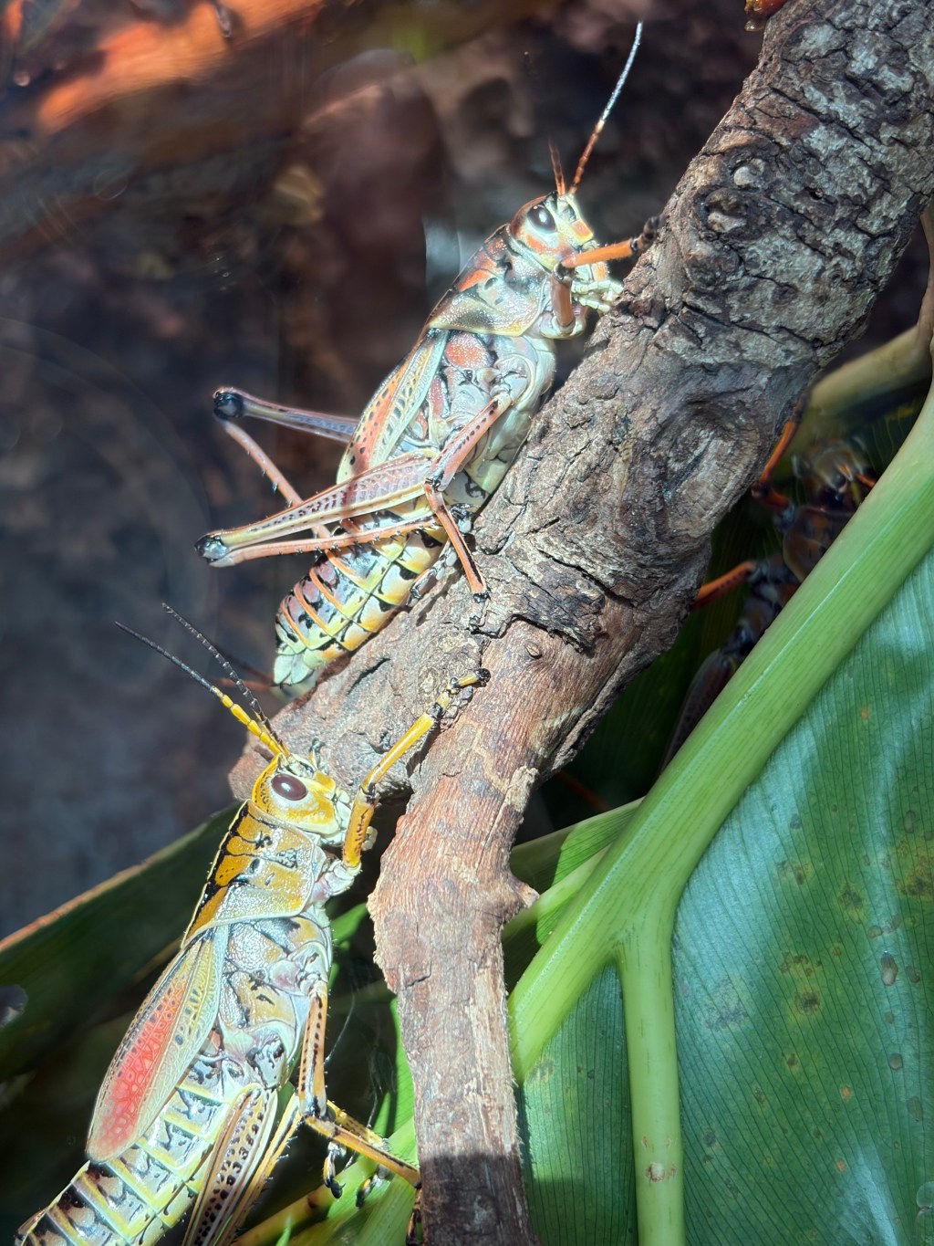 Overcoming Insect Phobia: A Journey Through&nbsp;Nature
